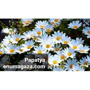 Daisy Papatya Kurumsal Geniş Alan Ortam Kokusu 1000 ML